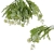 florpol.pl 13898.jpg