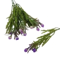 florpol.pl 13888.jpg