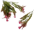 florpol.pl 13891.jpg