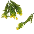 florpol.pl 13892.jpg