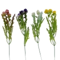 florpol.pl 13880.jpg