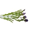 florpol.pl 13881.jpg