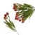 florpol.pl 13882.jpg