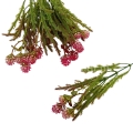 florpol.pl 13885.jpg