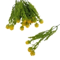 florpol.pl 13886.jpg