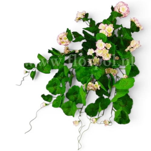 bukiet - pelargonia zwisająca 1szt #2852 cream/edge violet (SUN681)