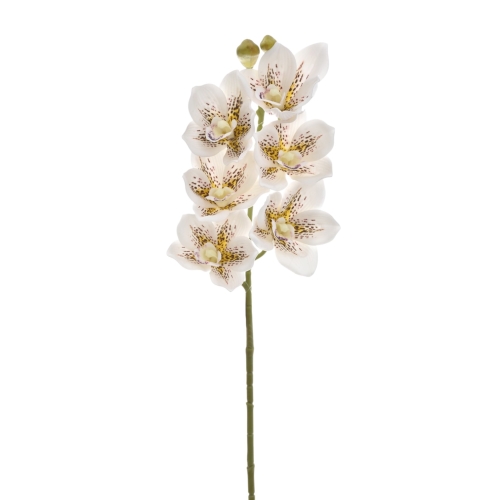 Storczyk piankowy  white lampart (LEV016)