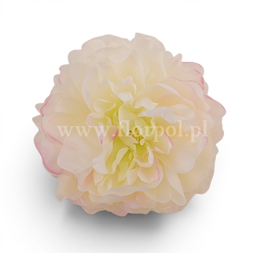 Delikatna peonia wyrobowa 12szt #2010 vanilla/edge pink (SUN406)