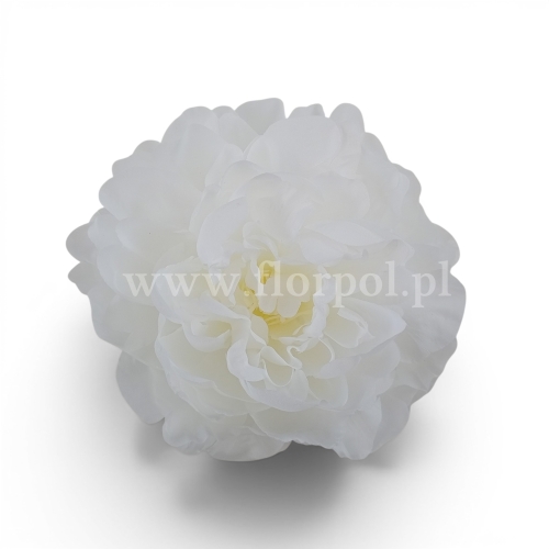 delikatna peonia wyrobowa 12szt #2873 pearl white (SUN406)