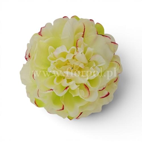 delikatna peonia wyrobowa  12szt #1333  lt.green edge pink  (SUN406)