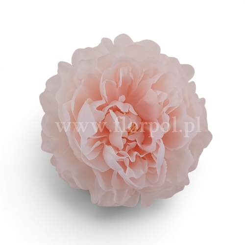 delikatna peonia wyrobowa 12szt #2030 pearl/peach (SUN406)