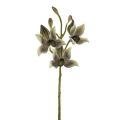 IMG_5179-Photoroom.jpeg