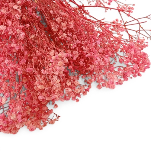paradowscy_florpol.pl 14101.jpg