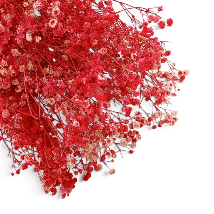 paradowscy_florpol.pl 14104.jpg