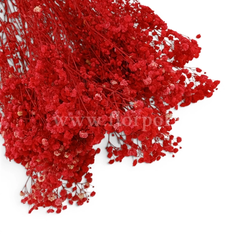 paradowscy_florpol.pl 14106.jpg