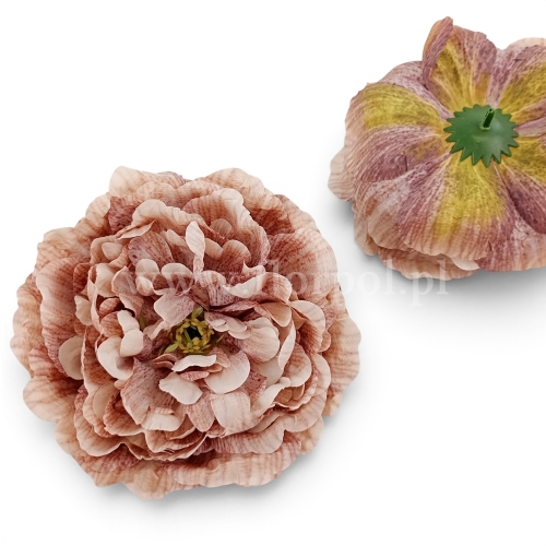 Peonia wyrobowa, otwarta, cieniowana 6szt odc.beżu (FA0304_MixA)