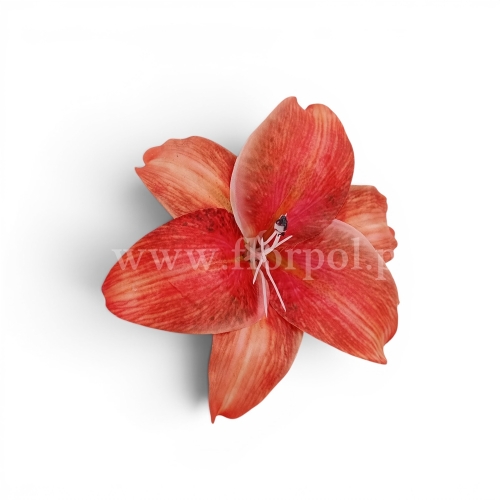Lilia satynowa, cieniowana 24szt orange (FA0201)