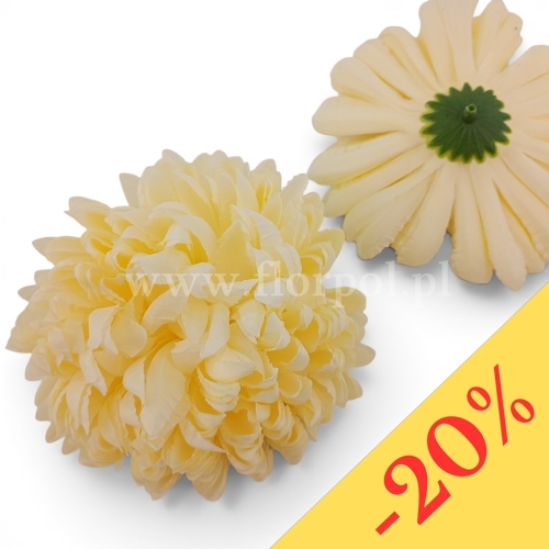 Chryzantema ananas 6szt #6 kremowy (Basia)