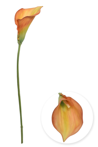 Kalla pojedyncza ORANGE YELLOW (DON006) 