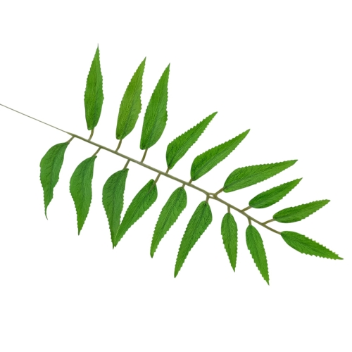 liść sumaka - cerata 12szt green (T202-24-2002)