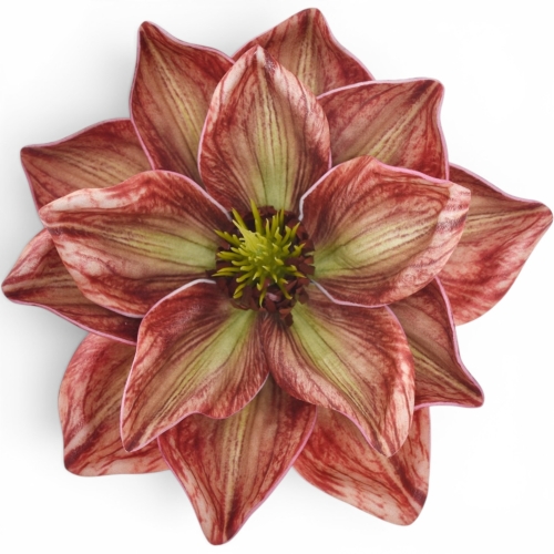 Magnolia wyrobowa GOLD BROWN (LEV028) 