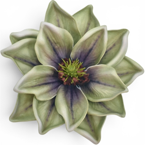 Magnolia wyrobowa OLD GREEN (LEV028)