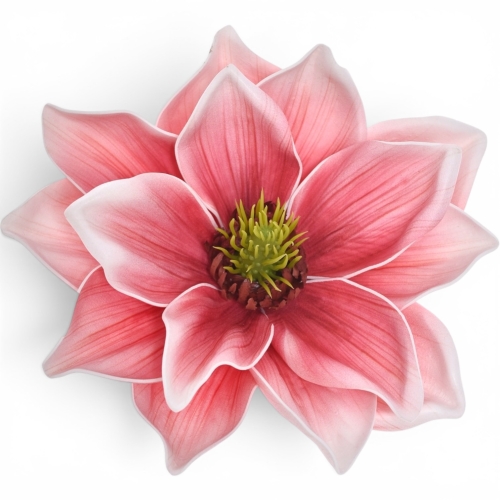 Magnolia wyrobowa WHITE BEAUTY (LEV028)  