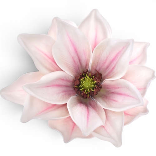 Magnolia wyrobowa WHITE VIOLET (LEV028) 