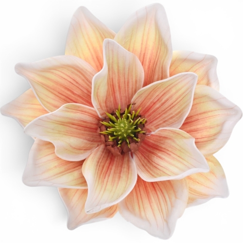 Magnolia wyrobowa PEACH (LEV028) 