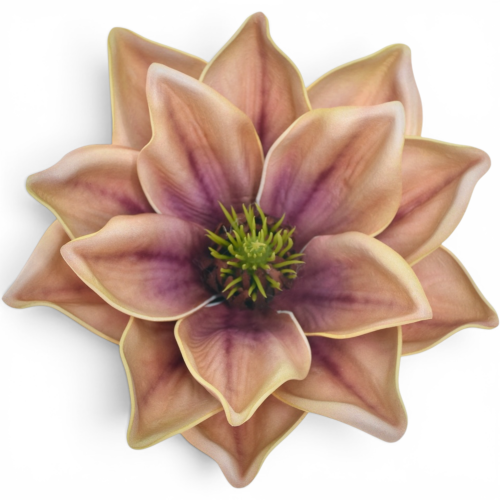 Magnolia wyrobowa MAUVE (LEV028) 