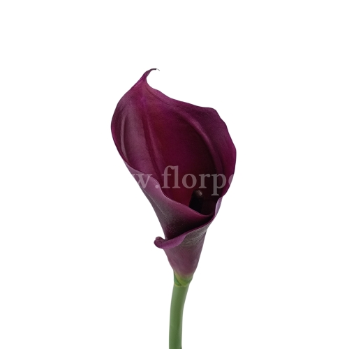 Kalla stulony kielich #C34 dk.purple (AL45106)