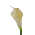 #135 cream.jpg