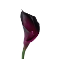 #192B tt.purple.jpg
