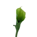 #C1 green.jpg
