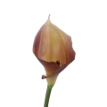 #C19 lt.browncream.jpg