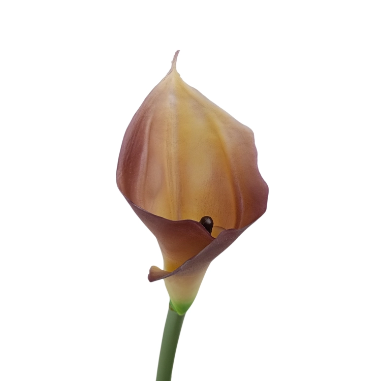 #C19 lt.browncream.jpg