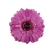 florpol.pl 14922.jpg