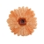 florpol.pl 14917.jpg