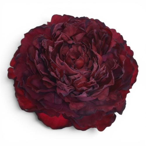 Peonia wyrobowa BURGUNDY (TAJ1013)