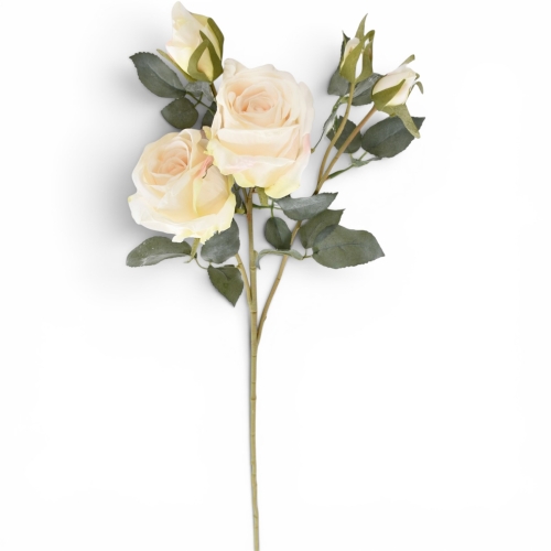 Róża Charlotte CREAM (TAJ1001) 