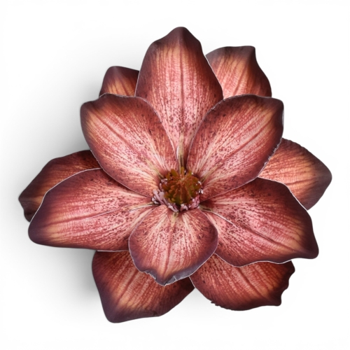 Magnolia wyrobowa 12szt burn brown (WEI1007) 