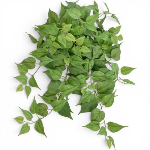 Bluszcz pothosu LT. GREEN (GREE066)
