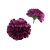florpol.pl 14906.jpg