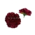 florpol.pl 14908.jpg