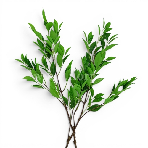Borówka azjatycka, gałązka green/white (MAG1037)