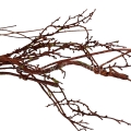 florpol.pl15036.jpg