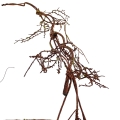 florpol.pl15037.jpg