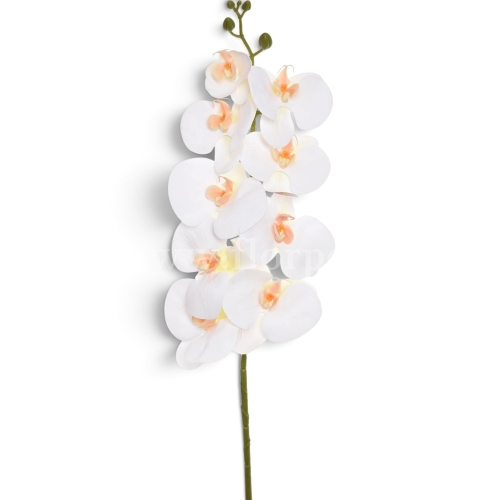 Storczyk pojedynczy cream (LEV030)
