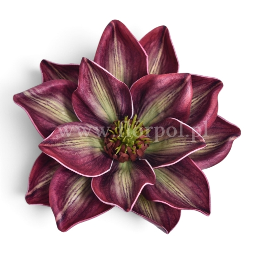 Magnolia cieniowana, pianka 1szt burgundy green (LEV028)