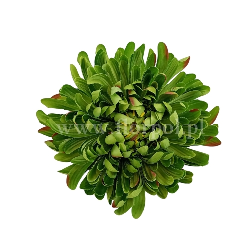 Chryzantema wyrobowa - head crab 12szt #3385 green (SUN775)